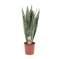 Sansevieria Zeylanica - Ø17cm - ↕70cm Everspring