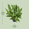 Microsorum diversifolium - Ø23cm - ↕60cm Everspring