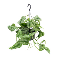 Scindapsus Pictus Trebie - Ø15cm - ↕25cm Everspring