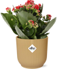 Kalanchoe Rosalina Don Justino Rood + Pot ELHO Vibes Fold 14 cm jaune Everspring