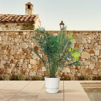 Phénix Canariensis - 300cm - ø50 Everspring