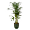 Palmier d'Areca - ↨110cm - Ø21cm + pot Greenville Round D24xH23 Everspring