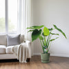 Alocasia cucullata - oreille d'éléphant - Ø19cm - ↕55cm Everspring