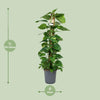 Scindapsus Epipremnum - Ø24cm - ↕120cm Everspring