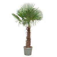 Trachycarpus fortunei - 240- 270 cm - Ø55cm Everspring