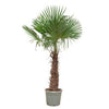 Trachycarpus fortunei - 240- 270 cm - Ø55cm Everspring