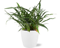 Aglaomorpha Coronans - Ø17cm - ↕45cm + Pot Brussels D18x17cm - Blanc Everspring