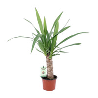 Yucca - Ø12cm - ↕50cm Everspring