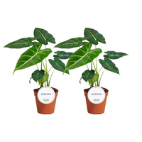 Alocasia Frydek - 2 pièces - Ø12cm - ↕35cm Everspring