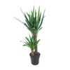 Yucca Elephantipes - Ø21cm - ↕100cm Everspring
