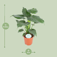Alocasia Cucullata - Ø21cm - ↕80cm Everspring