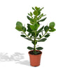 Clusia Rosea Princesse - Ø17cm - ↕60cm Everspring