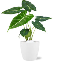 Alocasia Frydek - Ø12cm - ↕35cm + Pot Brussels D13,5x12,5cm - Blanc Everspring
