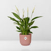 Spathiphyllum 12 cm Torelli + pot ELHO Vibes Fold 14 cm rose Everspring