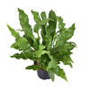 Microsorum diversifolium - Ø23cm - ↕60cm Everspring