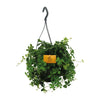 Parthenocissus Striatha suspendu - Ø15cm - ↕15cm Everspring