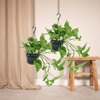 2x Epipremnum Aureum - Scindapsus - 25cm - ø15 Everspring