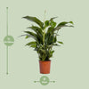 Spathiphyllum Bellini - Ø24cm - ↕100cm Everspring