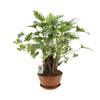 Philodendron Xanadu - Ø22cm - ↕50cm Everspring