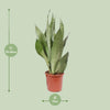 Sansevieria Moonshine - Ø17cm - ↕60cm Everspring