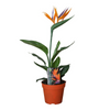 Strelitzia Reginae P13 2pp (avec fleur artificielle) - Ø13cm - ↕35cm Everspring