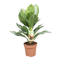 Aglaonema Silver Bay - Pervenche de Chine - Ø17cm - ↕55cm Everspring