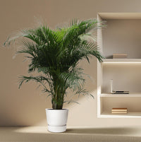 Dypsis Lutescens (Palmier d'Arec) - 230 cm - ø40 Everspring