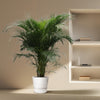 Dypsis Lutescens (Palmier d'Arec) - 230 cm - ø40 Everspring