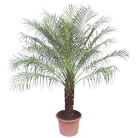 Phoenix Roebelinii - 200 cm - ø40 Everspring