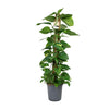 Scindapsus Epipremnum - Ø24cm - ↕120cm Everspring