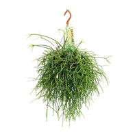 Rhipsalis Pulchra - Ø14 ↕35 Everspring