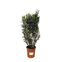 Structure Nerium Oleander - 180cm - Ø40 Everspring
