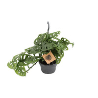 Singe Monstera - Ø14cm - ↕30cm Everspring