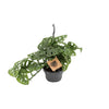 Singe Monstera - Ø14cm - ↕30cm Everspring