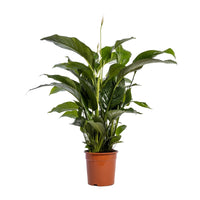 Spathiphyllum Bellini - Ø24cm - ↕100cm Everspring