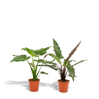 Alocasia Cucullata - Ø19cm - ↕60cm + Alocasia Lauterbachiana - Ø19cm - ↕75cm Everspring