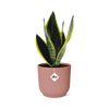 Sansevieria Futura Superba + pot ELHO Vibes Fold 14cm rose Everspring