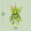 Epiphyllum Anguliger - Ø21cm - ↕60cm Everspring