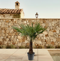 Trachycarpus Fortuneii - 220 - 240cm - Ø45 Everspring
