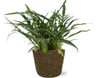 Aglaomorpha Coronans - Ø 17 cm - ↕ 45 cm + Pot Selin D 18 x 16 cm - Noir Everspring