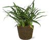 Aglaomorpha Coronans - Ø 17 cm - ↕ 45 cm + Pot Selin D 18 x 16 cm - Noir Everspring