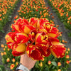 Tulipes