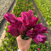 Tulipes