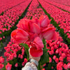 Tulipes