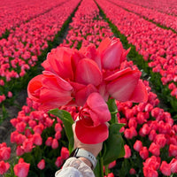 BULBES DE FLEURS - GREEN OASIS - SHOP