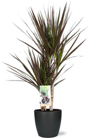 PLANTES AVEC POT DÉCORATIF - GREEN OASIS - SHOP  Plantes vertes originales livrées à votre domicile