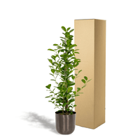 PLANTES D'INTERIEUR - GREEN OASIS - SHOP  Plantes vertes originales livrées à votre domicile