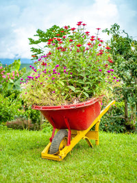 PLANTES POUR L´EXTÈRIEUR - GREEN OASIS - SHOP  Plantes vertes originales livrées à votre domicile
