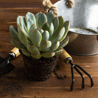 SUCCULENTES - GREEN OASIS - SHOP  Plantes vertes originales livrées à votre domicile