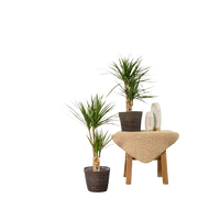 2x Dracaena - ↨90cm - Ø17cm Everspring